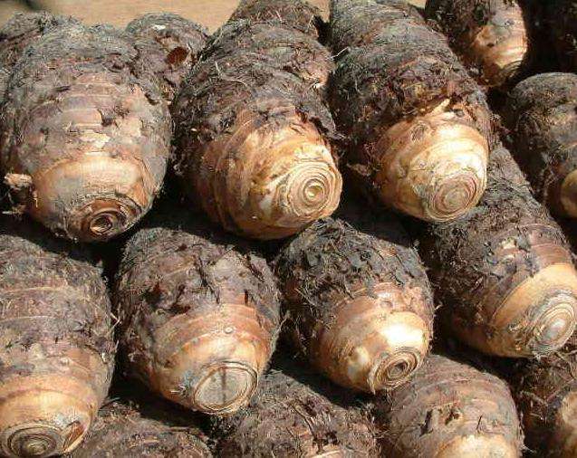 芋頭冷庫建造，芋頭保鮮庫的使用