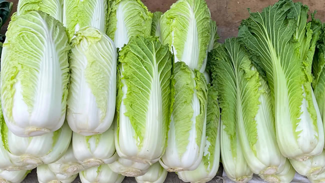 白菜冷庫能儲存多久？白菜冷庫保鮮1-4個月技術(shù)
